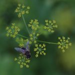 Biene Dill Quadrat2