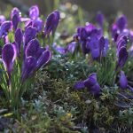 Krokus_3116